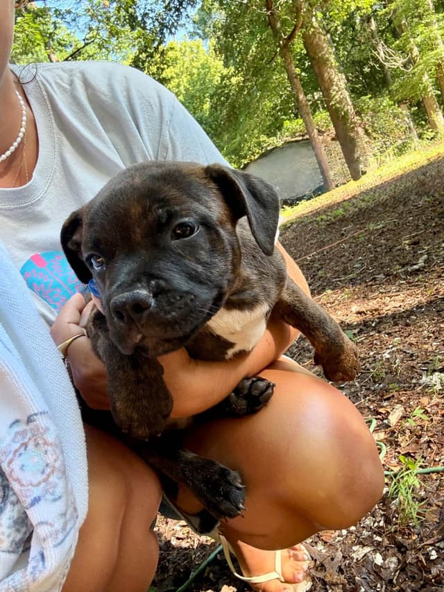 Staffordshire Bull Terrier Puppies media 11