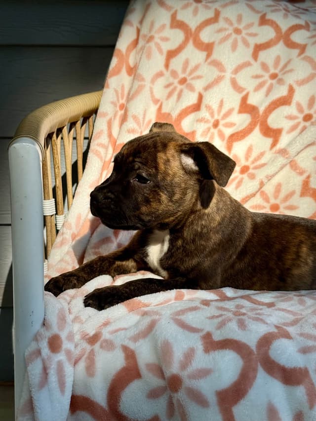 Staffordshire Bull Terrier Puppies media 12