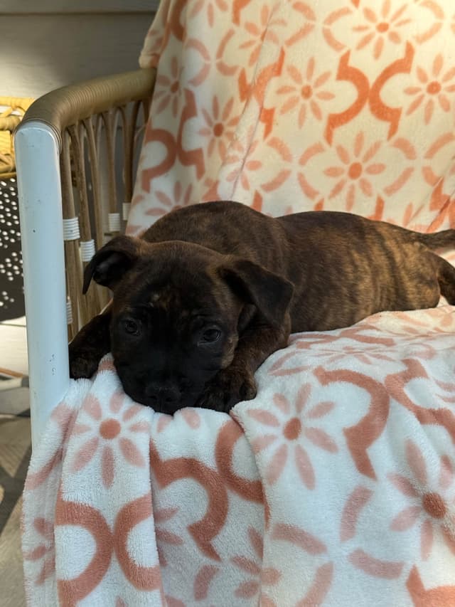 Staffordshire Bull Terrier Puppies media 13