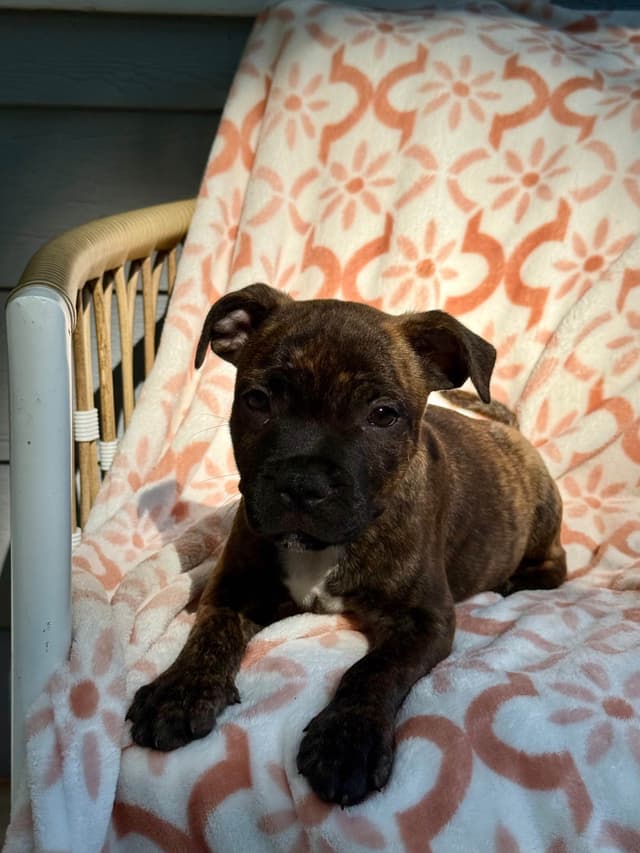 Staffordshire Bull Terrier Puppies media 14