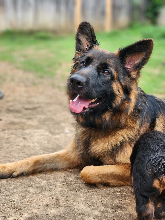 German Shepherd Dog Puppies, Long Haired media 2