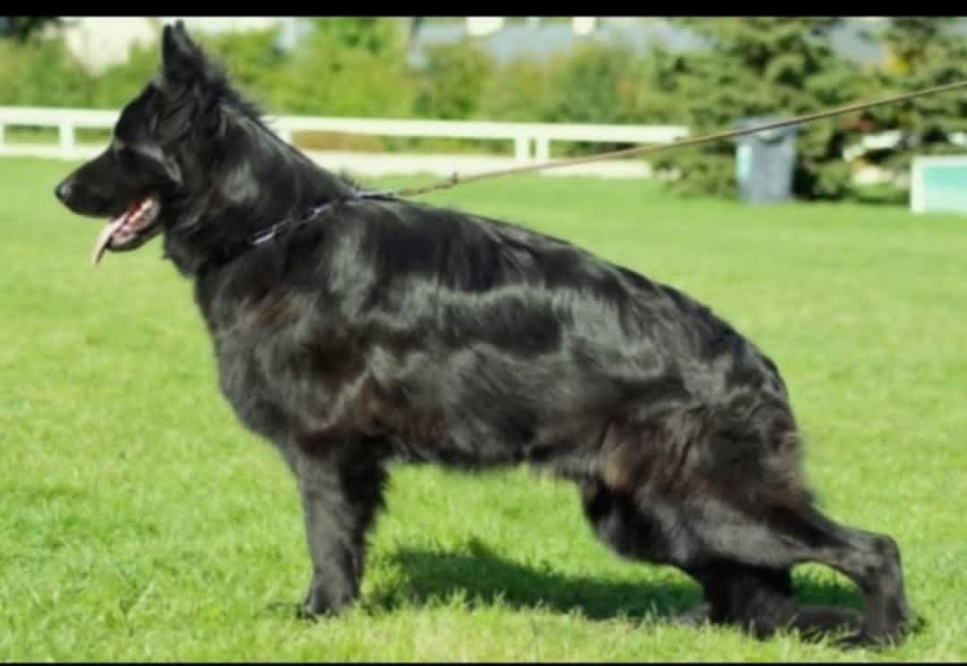 German Shepherd Dog Puppies, Long Haired breeder image 1