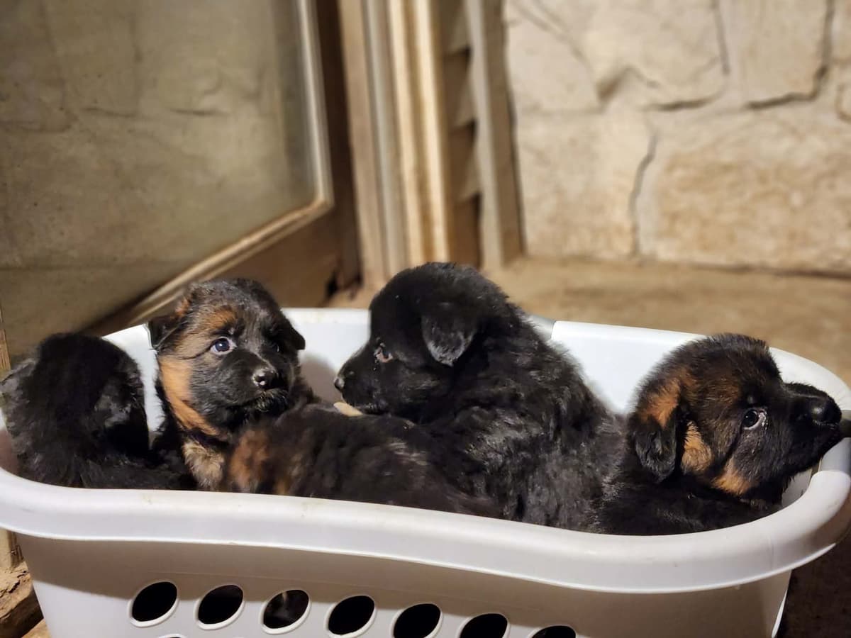 German Shepherd Dog Puppies, Long Haired breeder image 2