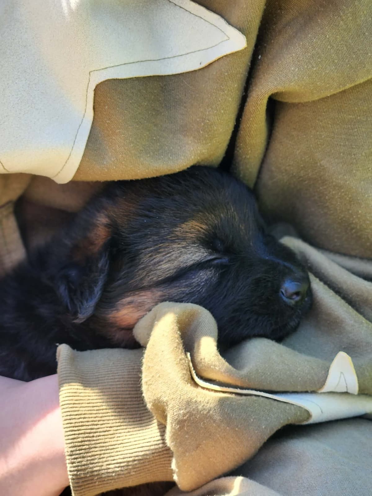 German Shepherd Dog Puppies, Long Haired breeder image 3