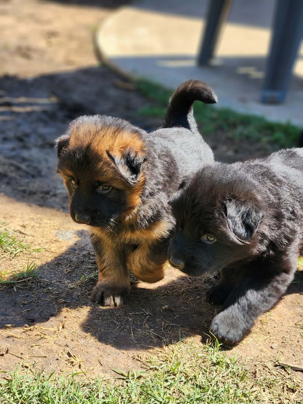 German Shepherd Dog Puppies, Long Haired breeder image 4
