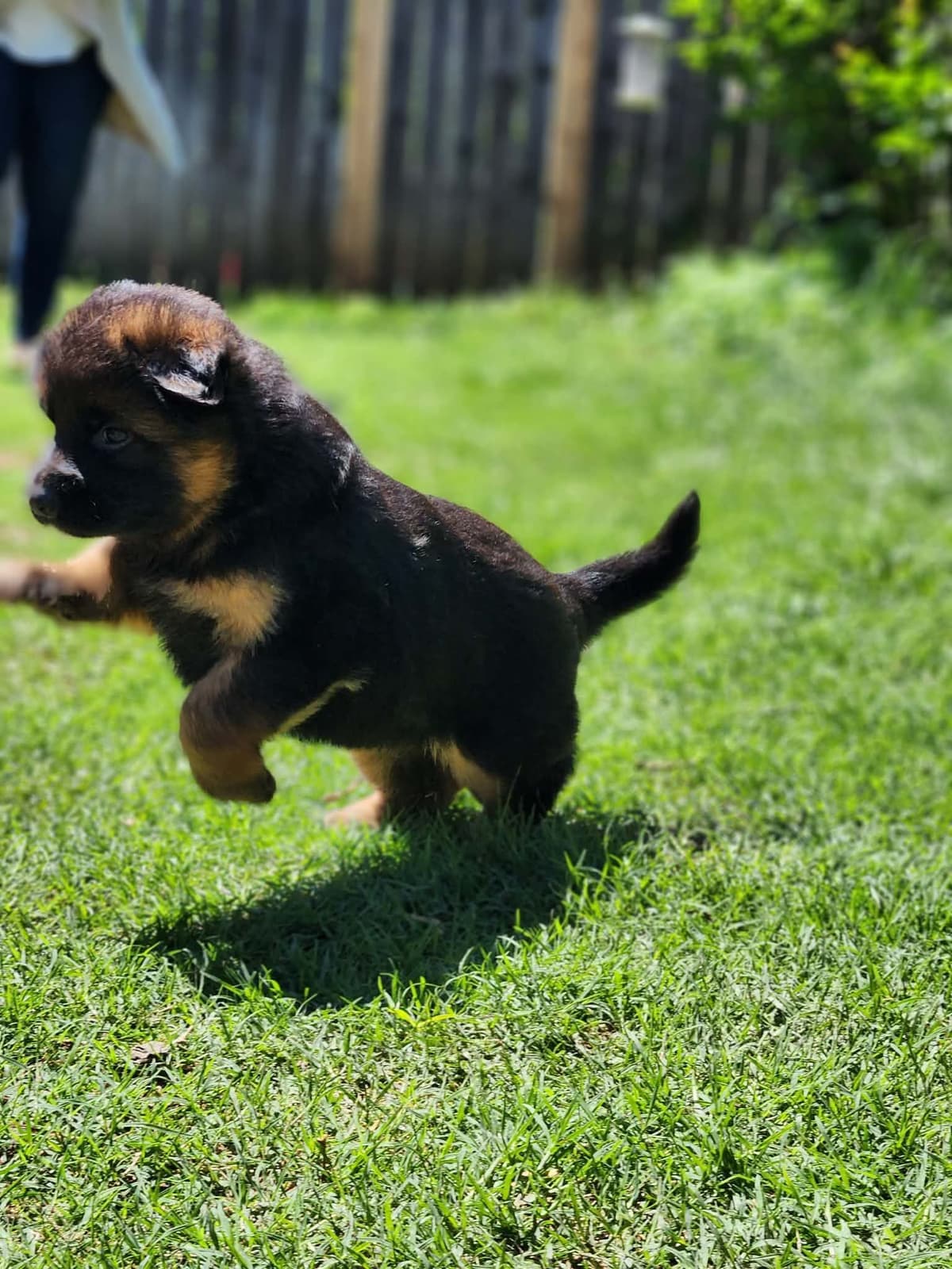 German Shepherd Dog Puppies, Long Haired breeder image 5