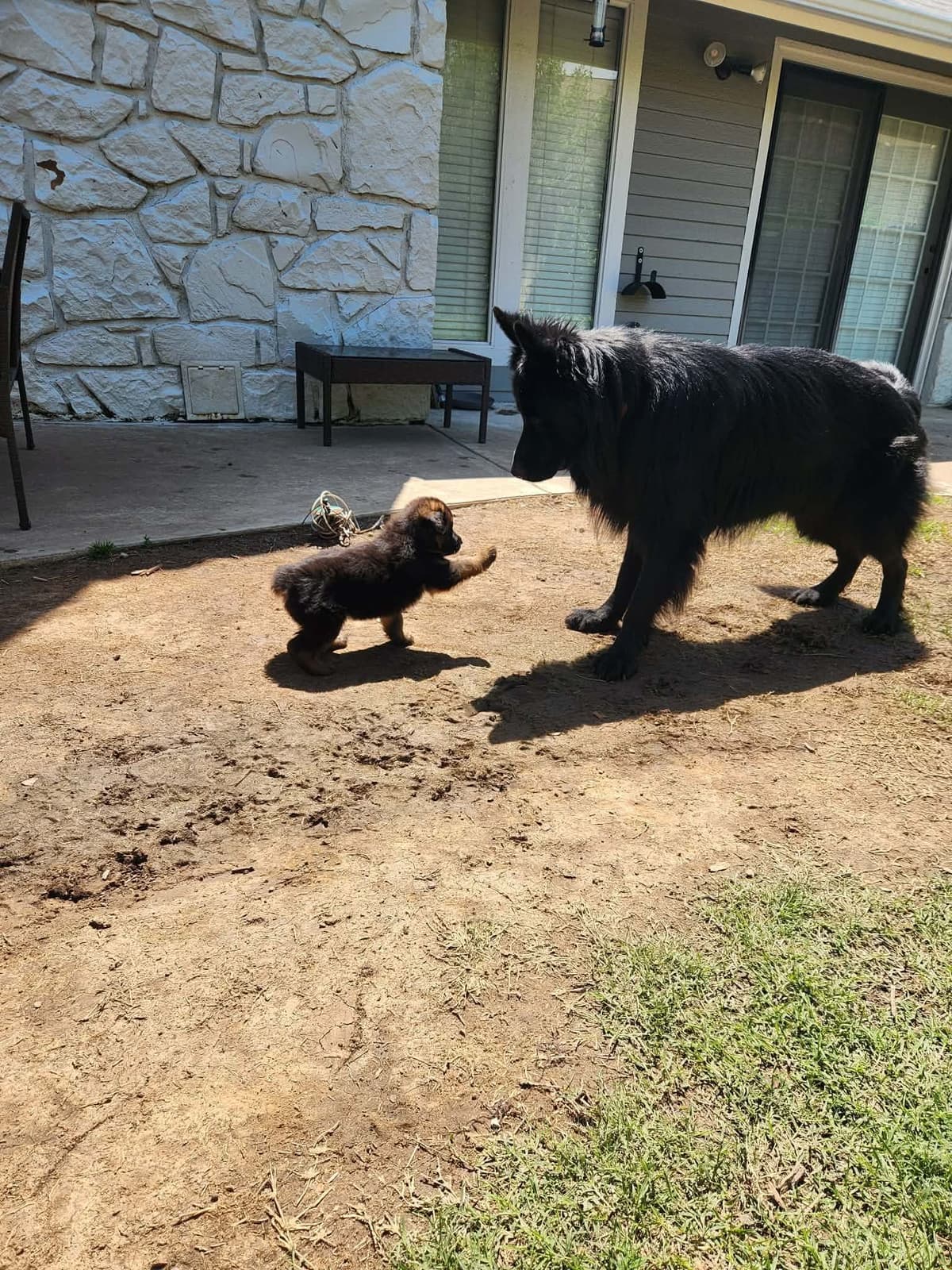 German Shepherd Dog Puppies, Long Haired breeder image 7