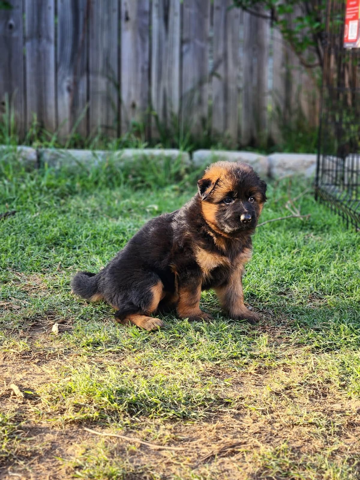 German Shepherd Dog Puppies, Long Haired breeder image 8