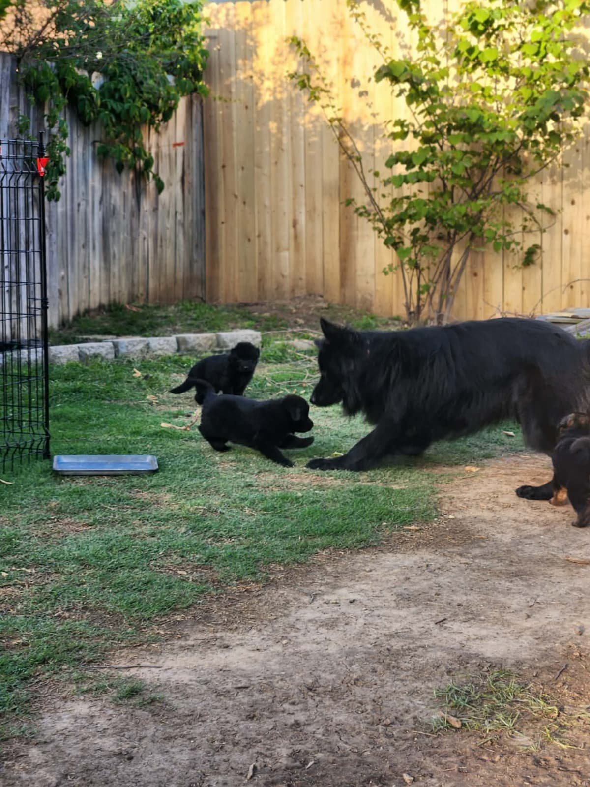 German Shepherd Dog Puppies, Long Haired breeder image 9