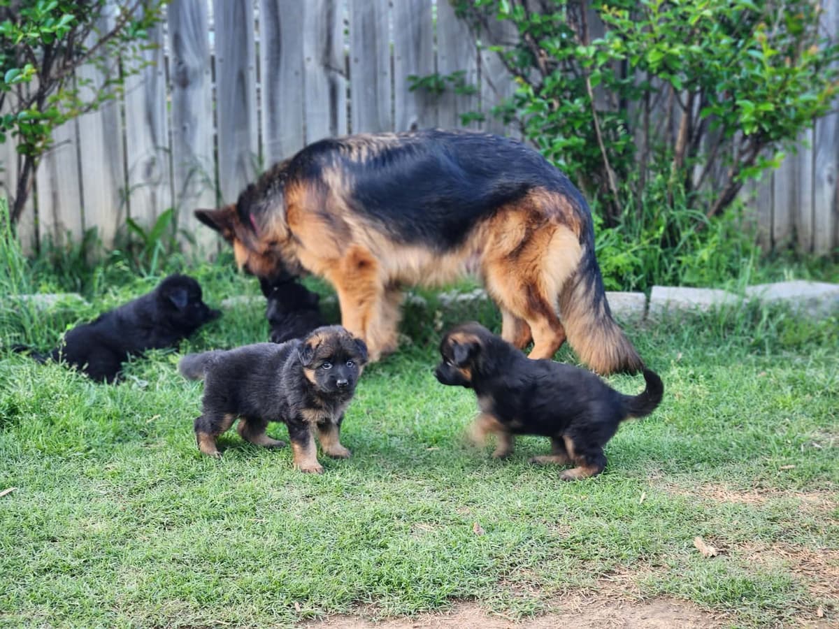 German Shepherd Dog Puppies, Long Haired breeder image 10