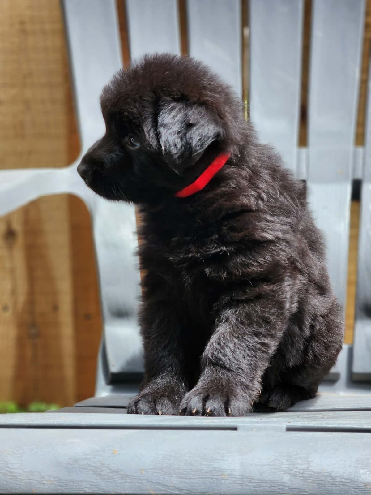 German Shepherd Dog Puppies, Long Haired breeder image 11