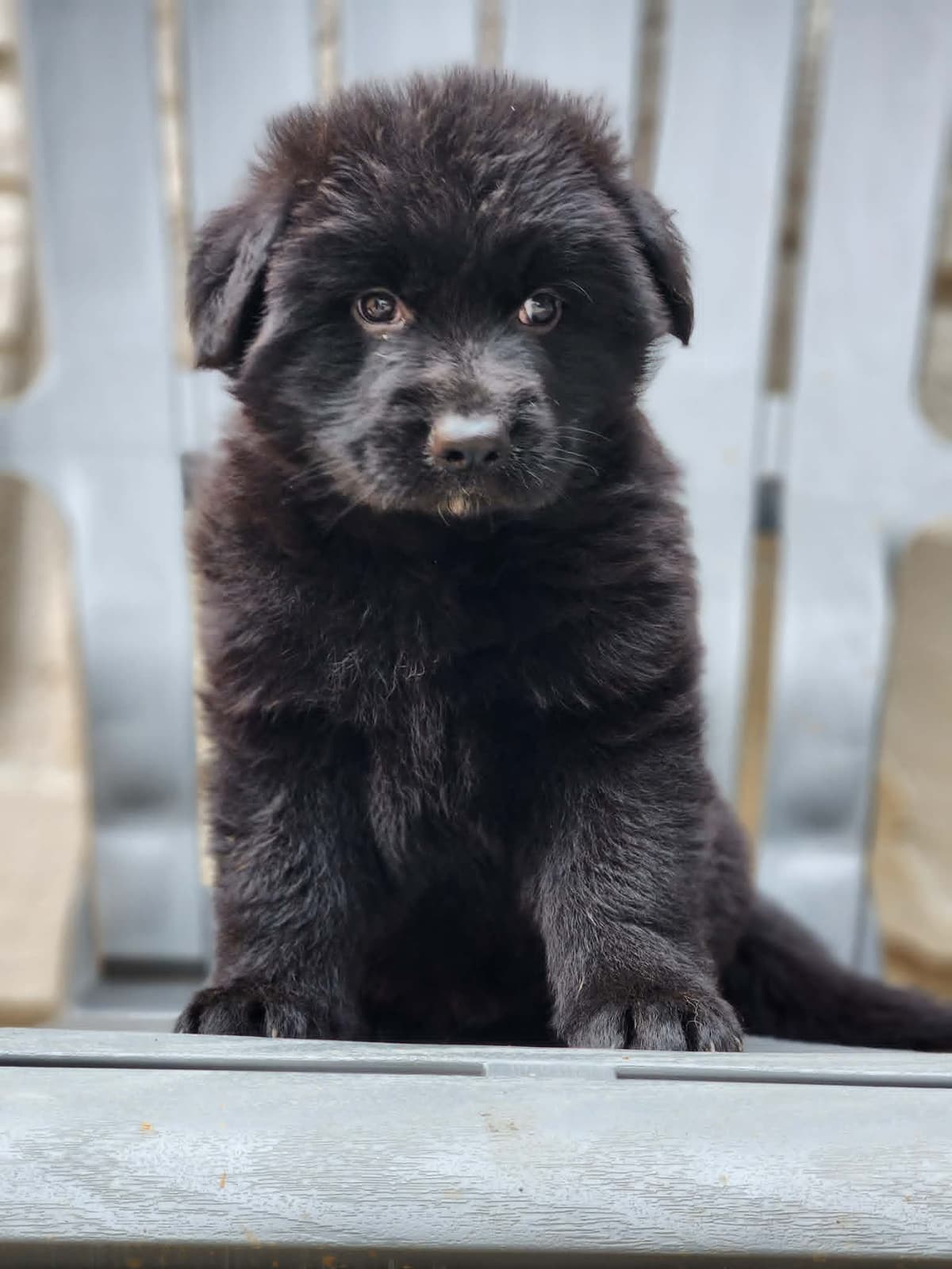 German Shepherd Dog Puppies, Long Haired breeder image 12