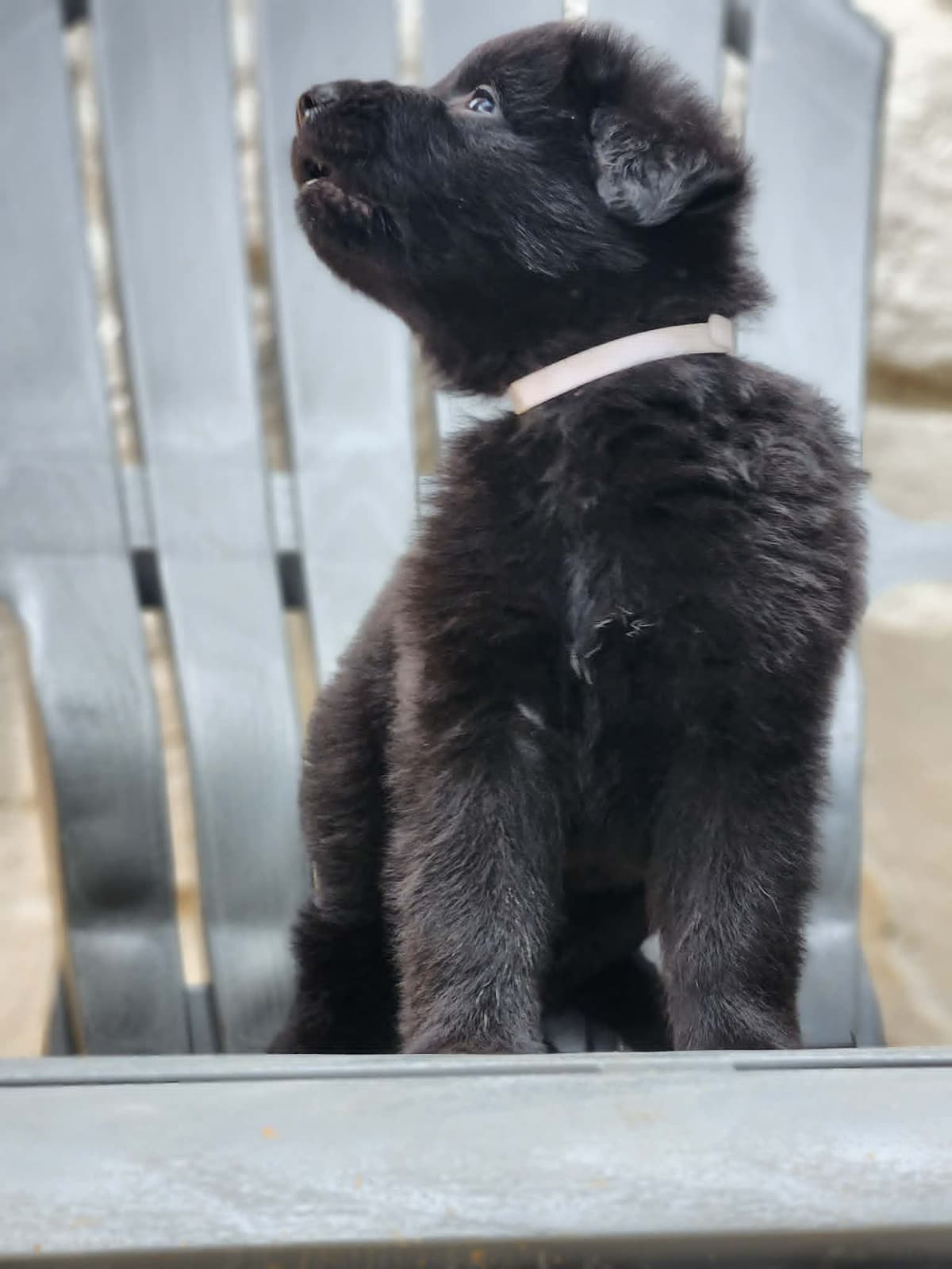 German Shepherd Dog Puppies, Long Haired breeder image 13