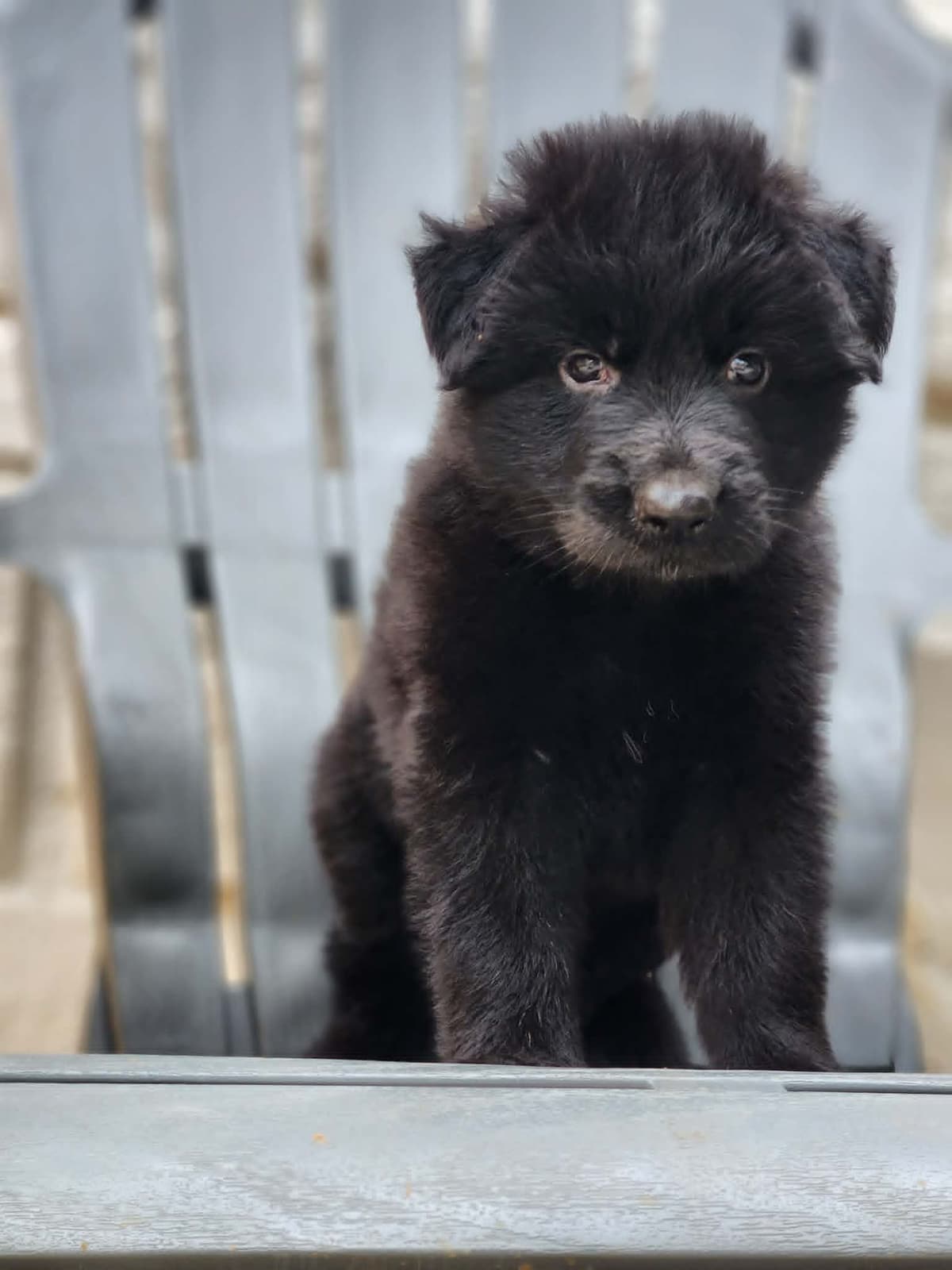 German Shepherd Dog Puppies, Long Haired breeder image 14