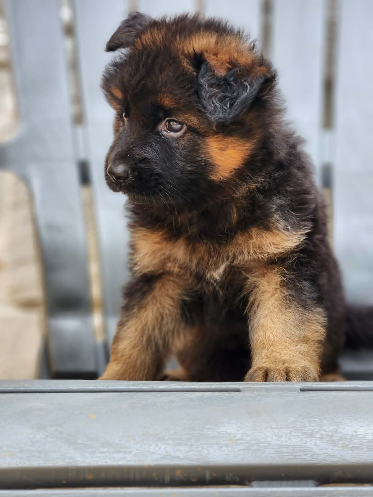 German Shepherd Dog Puppies, Long Haired breeder image 15