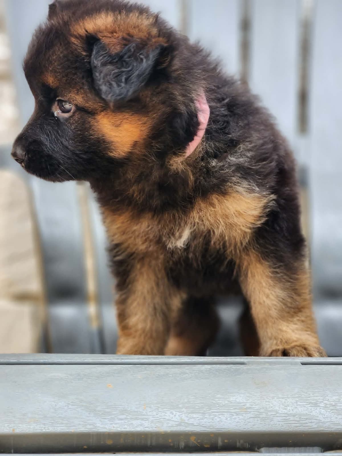 German Shepherd Dog Puppies, Long Haired breeder image 16