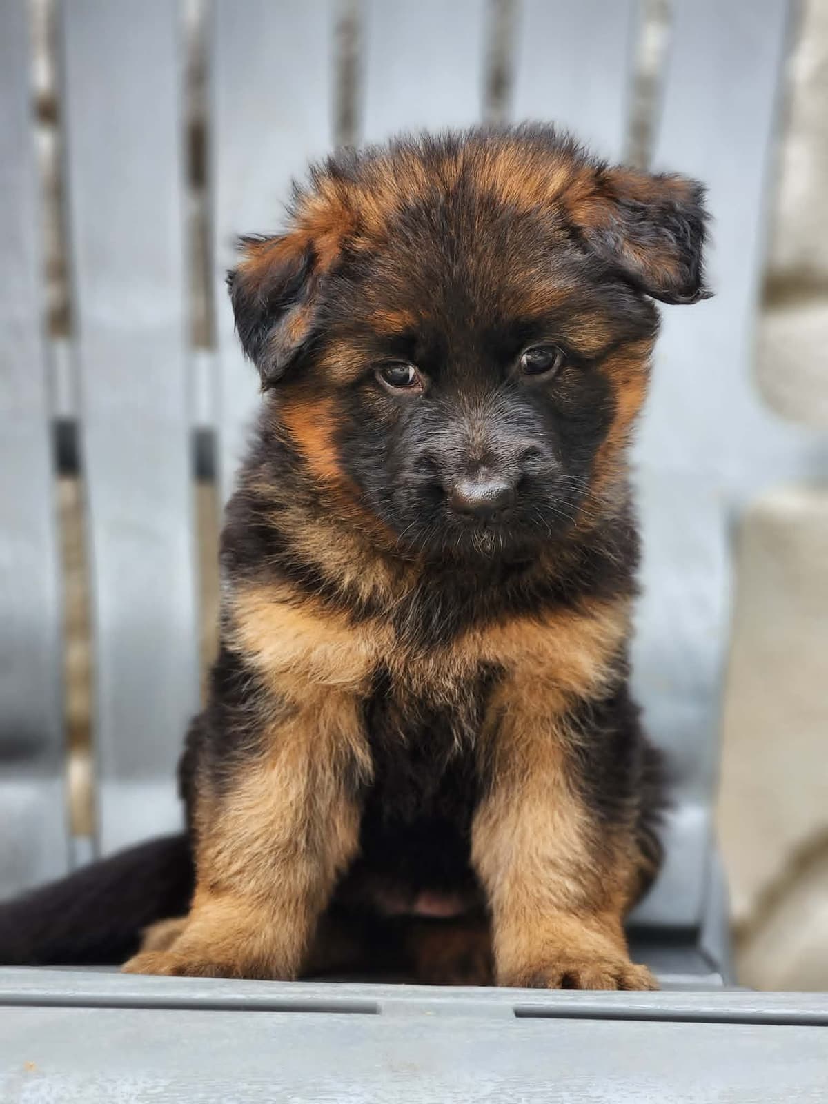 German Shepherd Dog Puppies, Long Haired breeder image 17