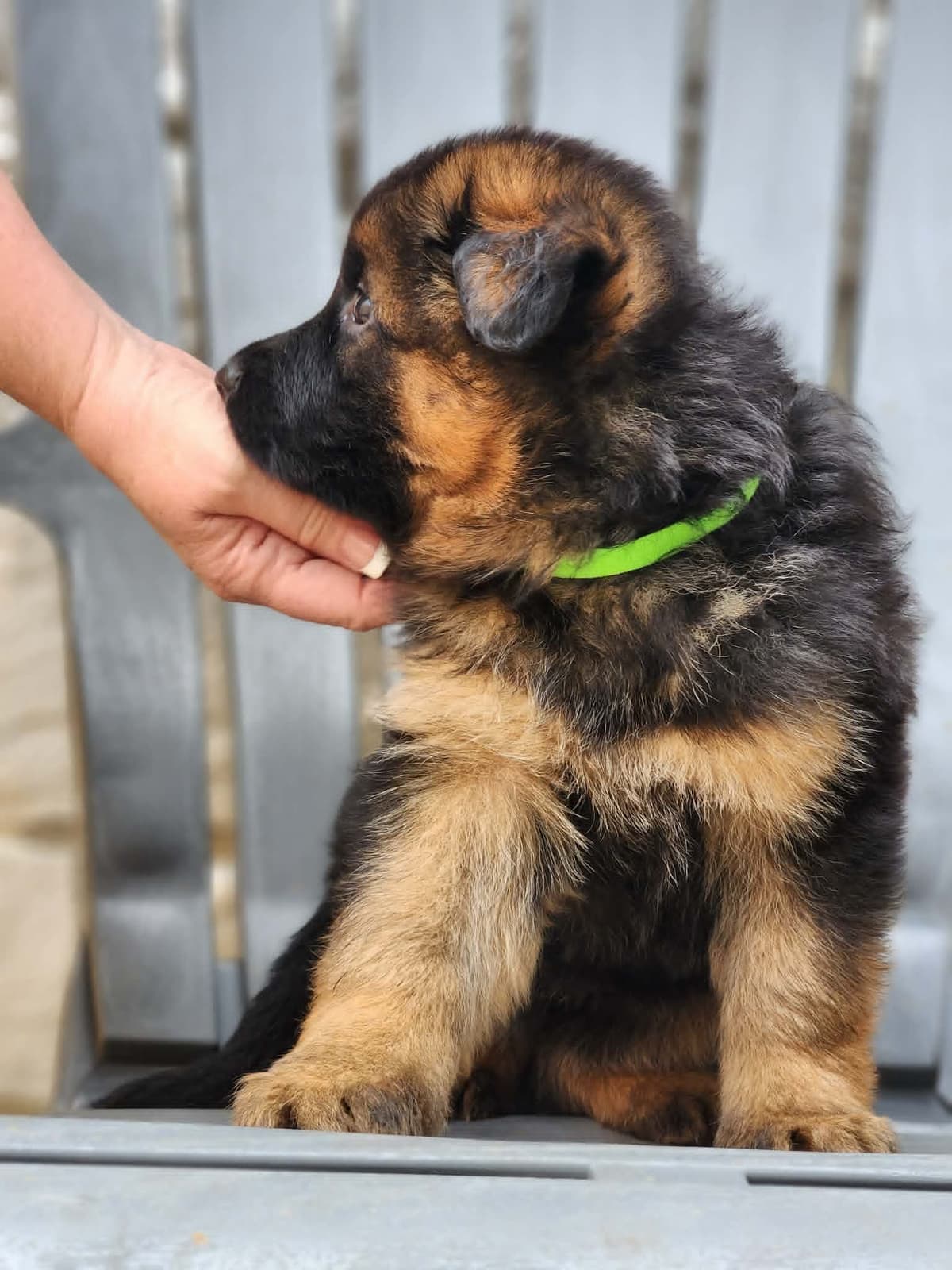German Shepherd Dog Puppies, Long Haired breeder image 18