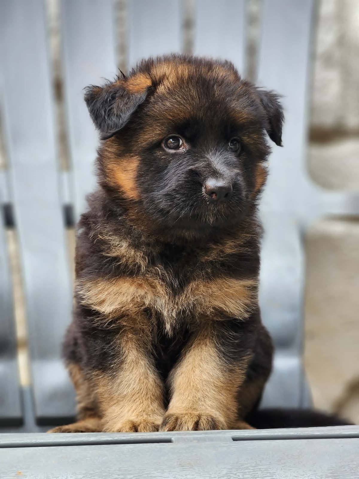 German Shepherd Dog Puppies, Long Haired breeder image 19