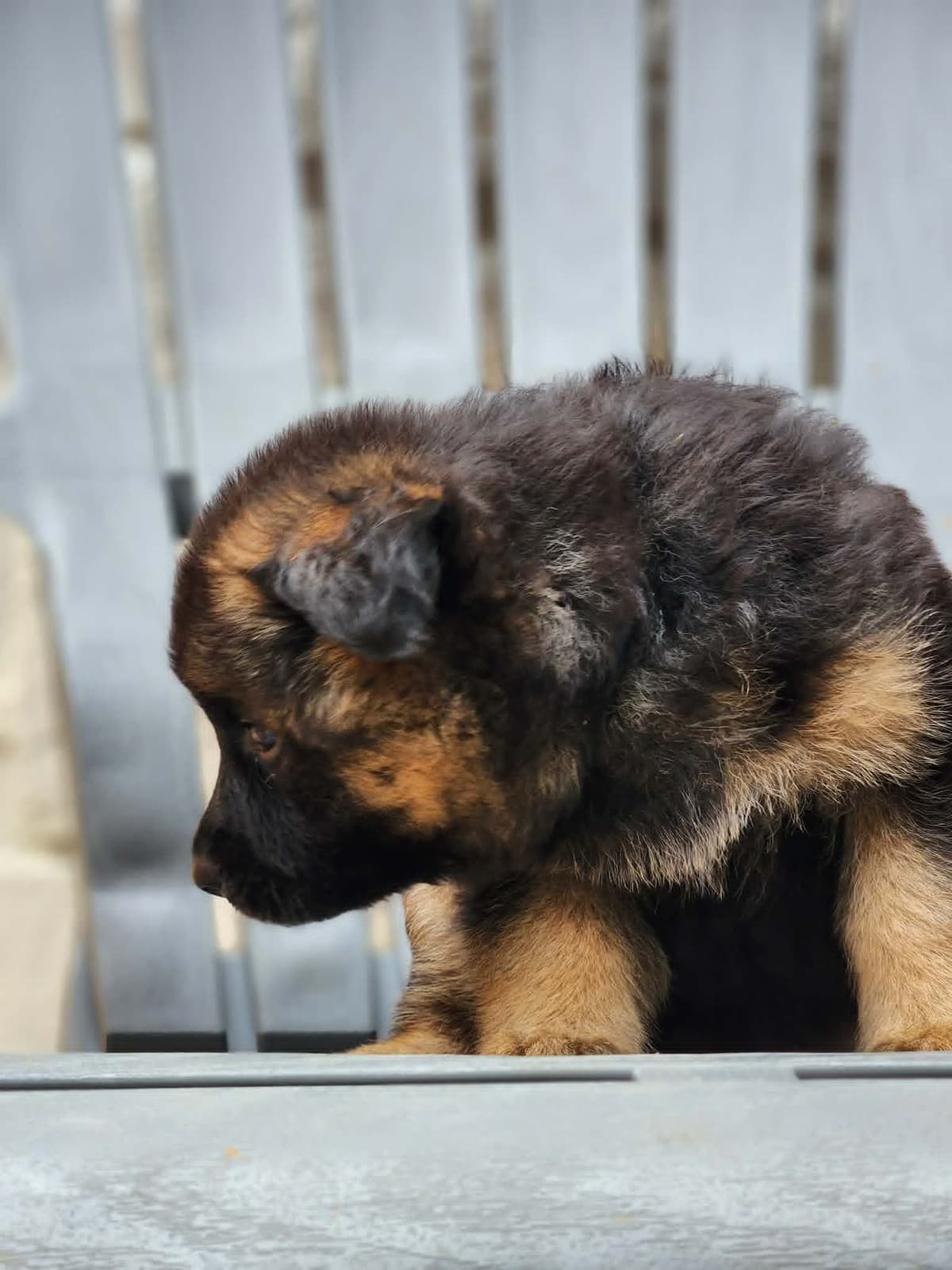 German Shepherd Dog Puppies, Long Haired breeder image 20