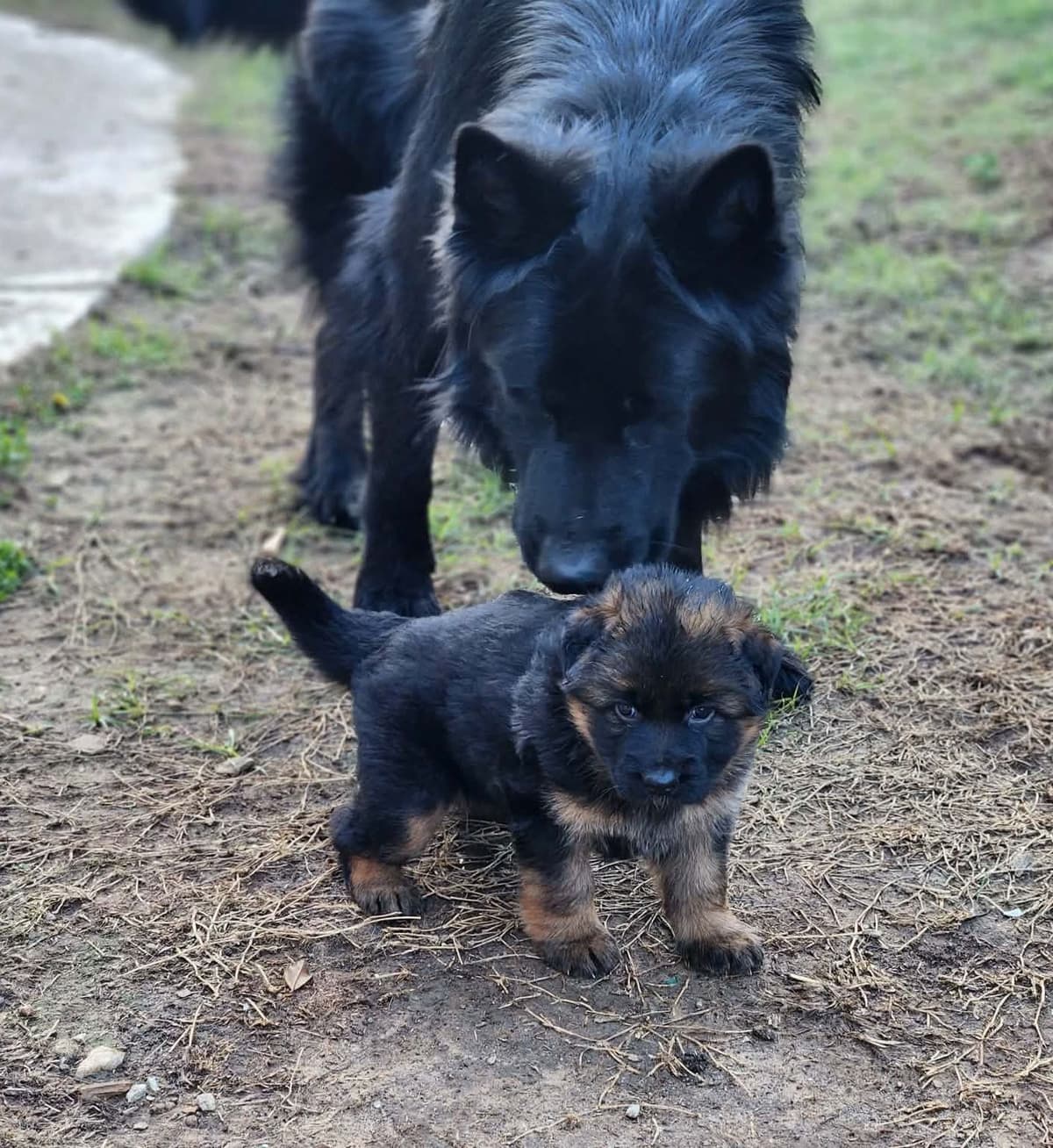 German Shepherd Dog Puppies, Long Haired breeder image 22
