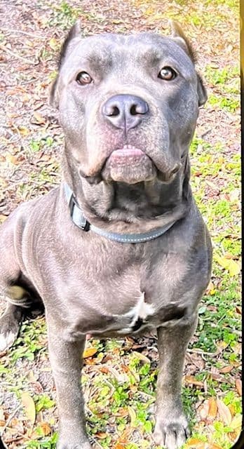 Cane Corso Puppies media 2