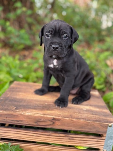 Cane Corso Puppies media 4