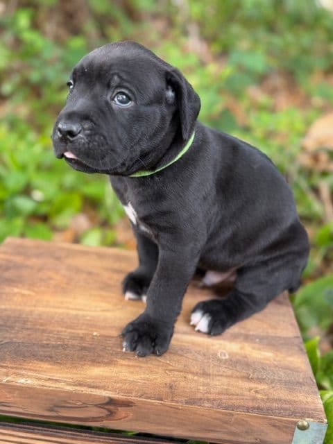 Cane Corso Puppies media 5