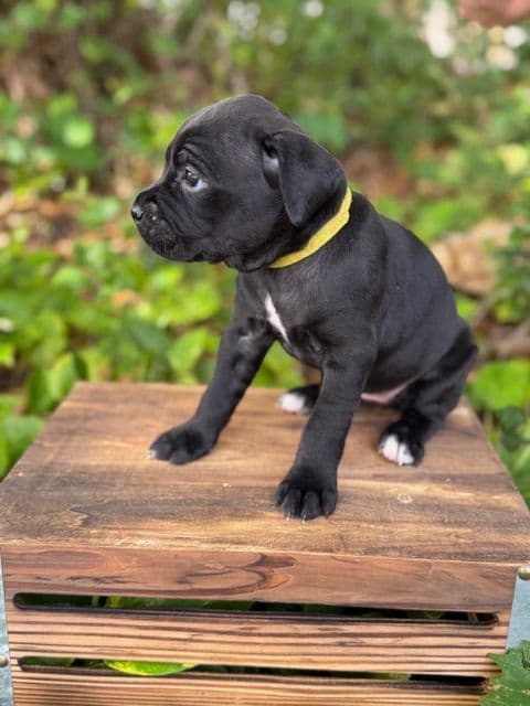 Cane Corso Puppies media 7