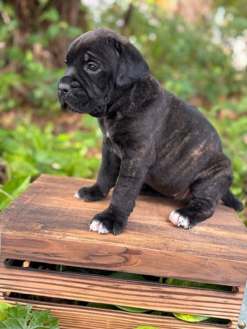 Cane Corso Puppies media 8