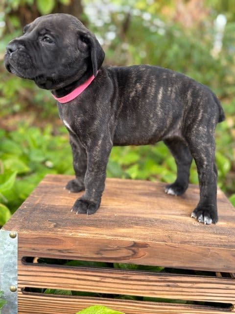 Cane Corso Puppies media 12