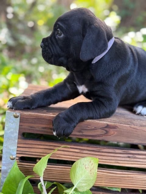 Cane Corso Puppies media 11