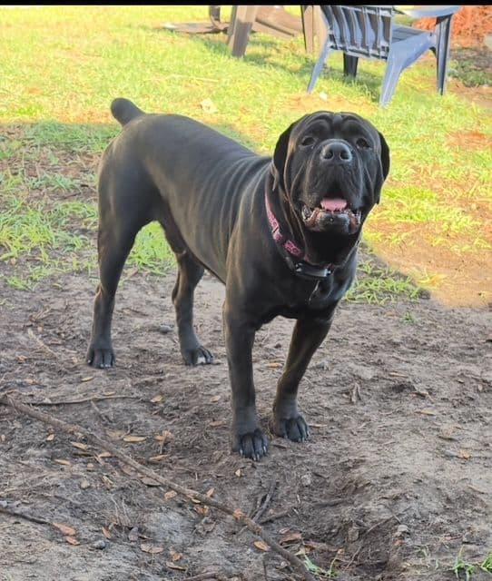 Cane Corso Puppies media 3