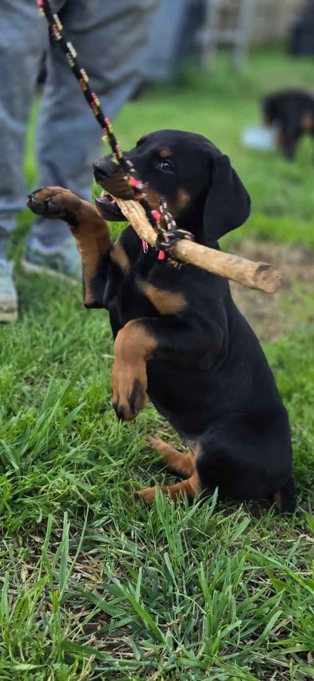 Doberman Pinscher Puppies media 2