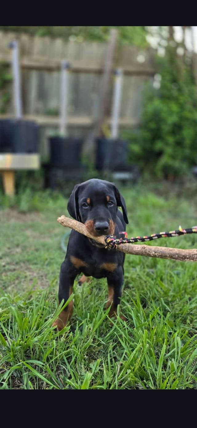 Doberman Pinscher Puppies media 3