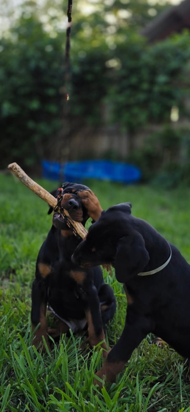 Doberman Pinscher Puppies media 4