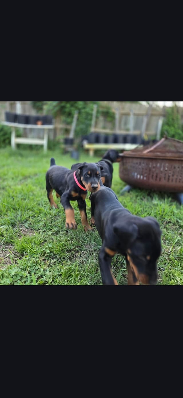 Doberman Pinscher Puppies media 6