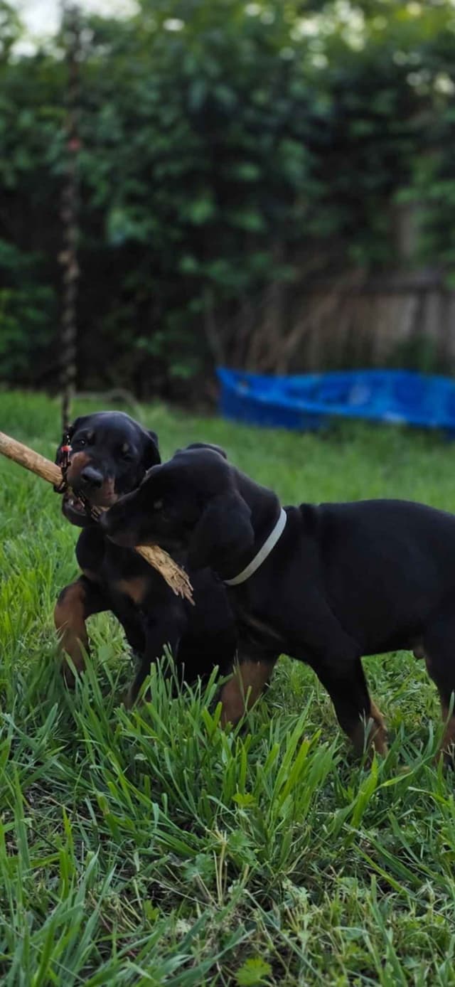 Doberman Pinscher Puppies media 7