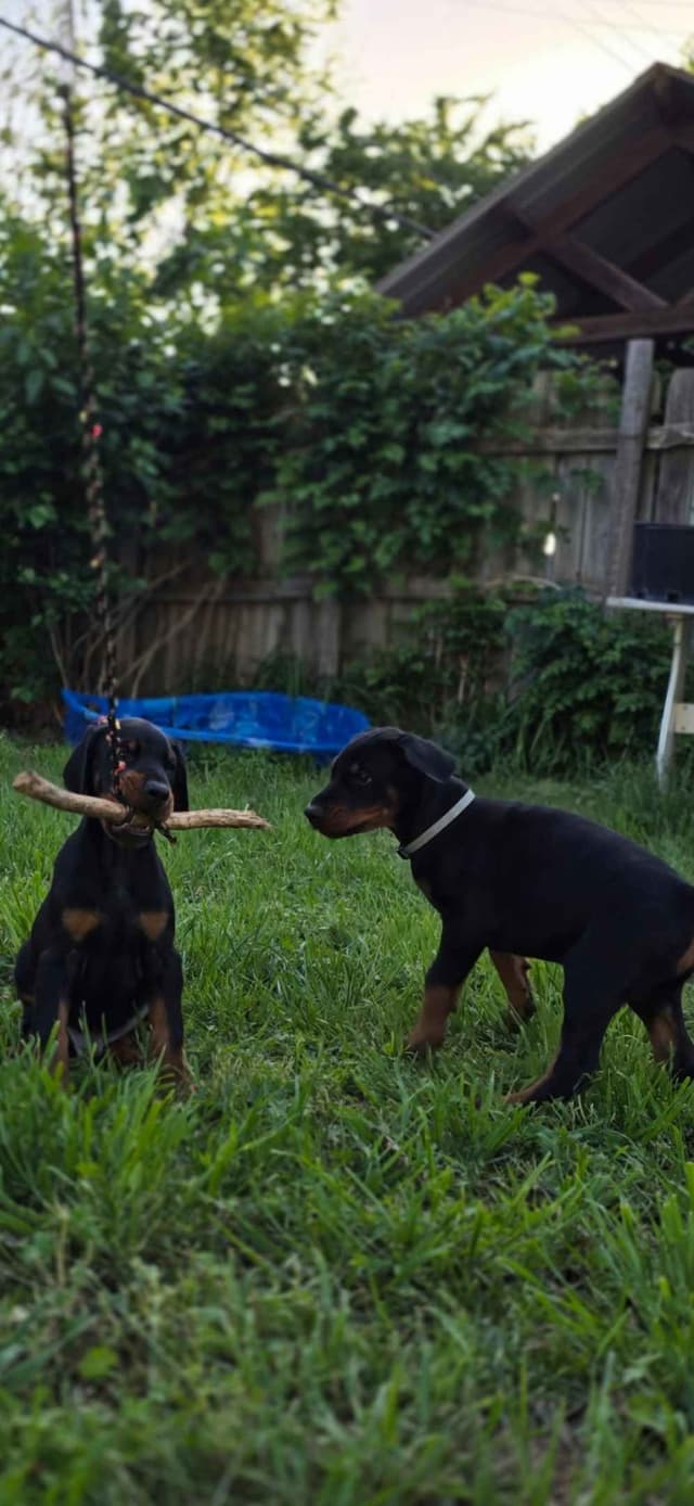 Doberman Pinscher Puppies media 9