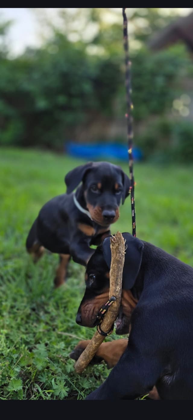 Doberman Pinscher Puppies media 8