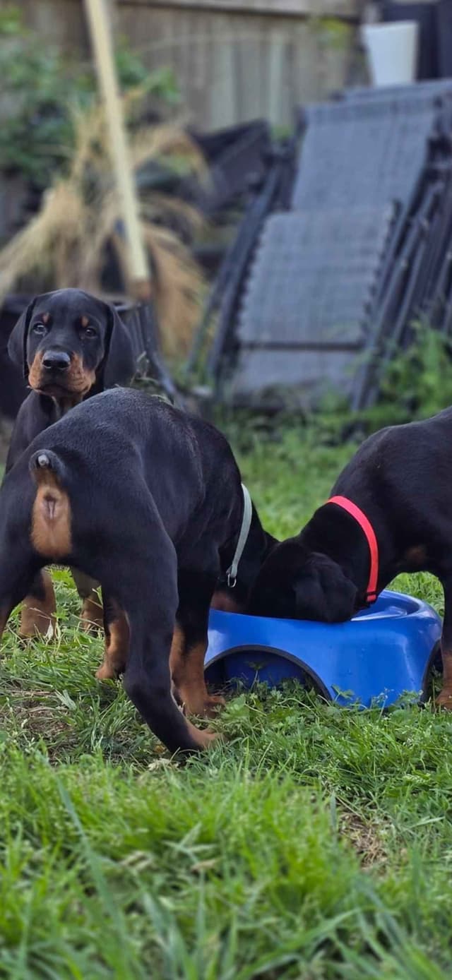 Doberman Pinscher Puppies media 10