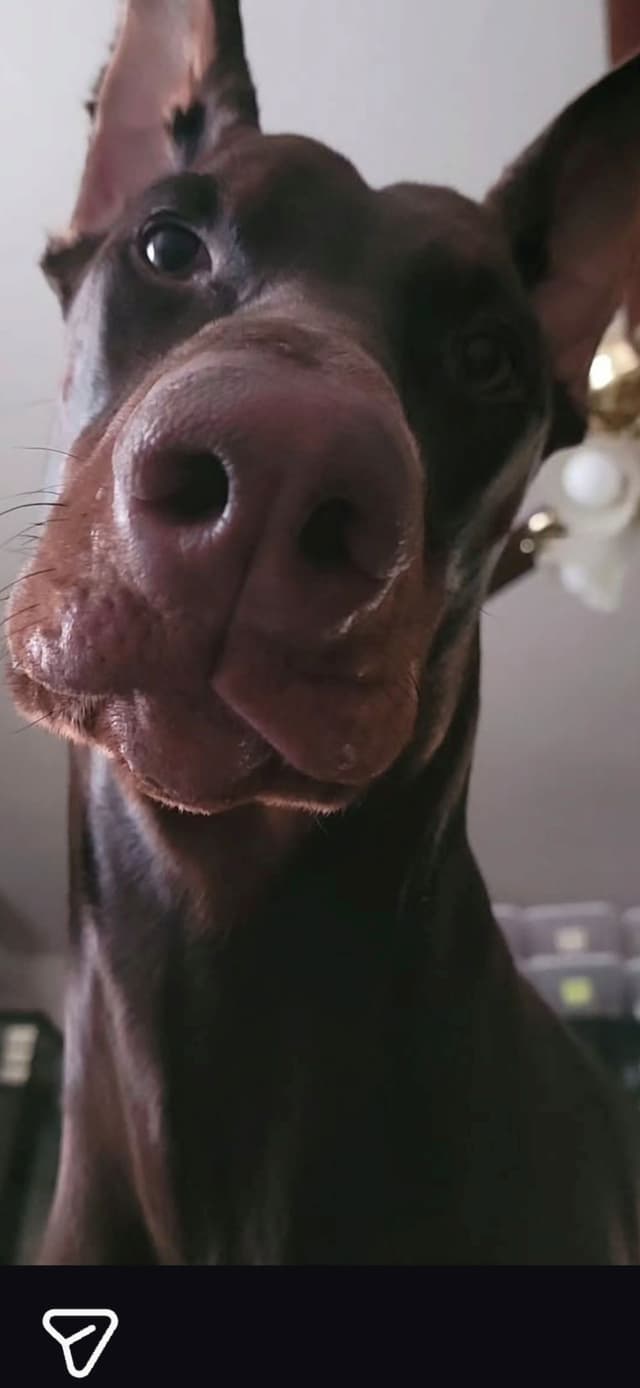 Doberman Pinscher Puppies media 11
