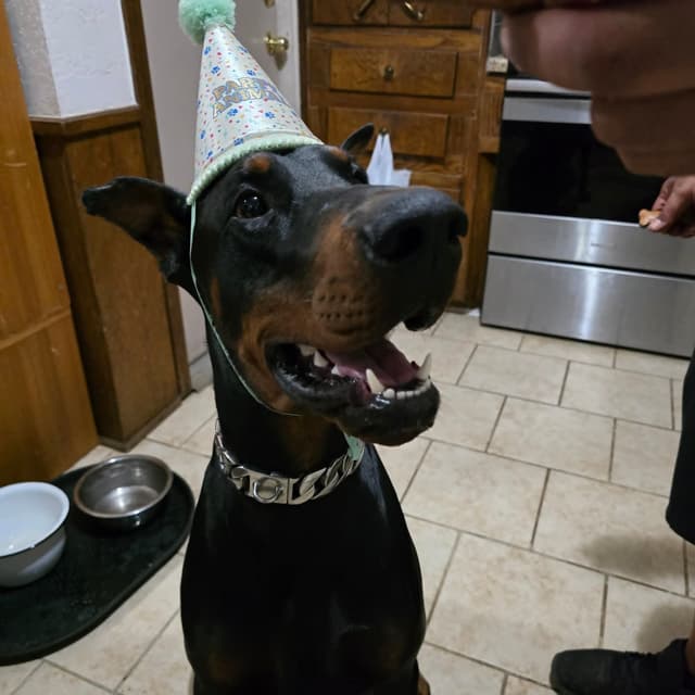 Doberman Pinscher Puppies media 12