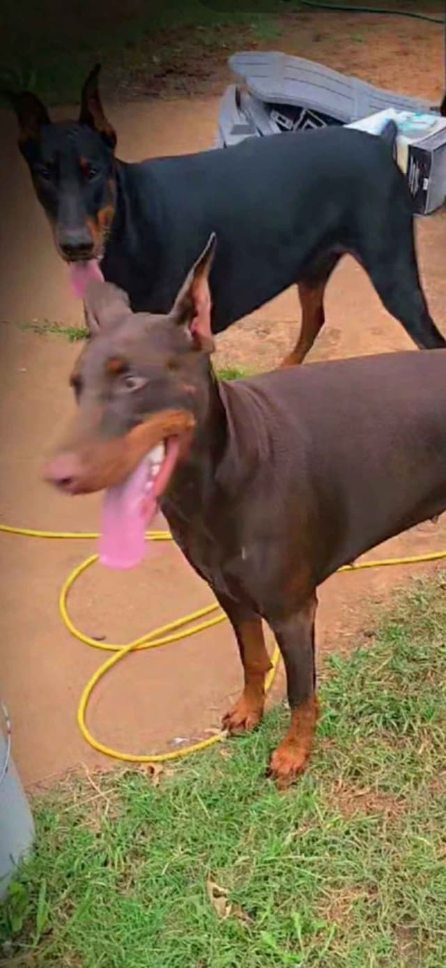 Doberman Pinscher Puppies media 14