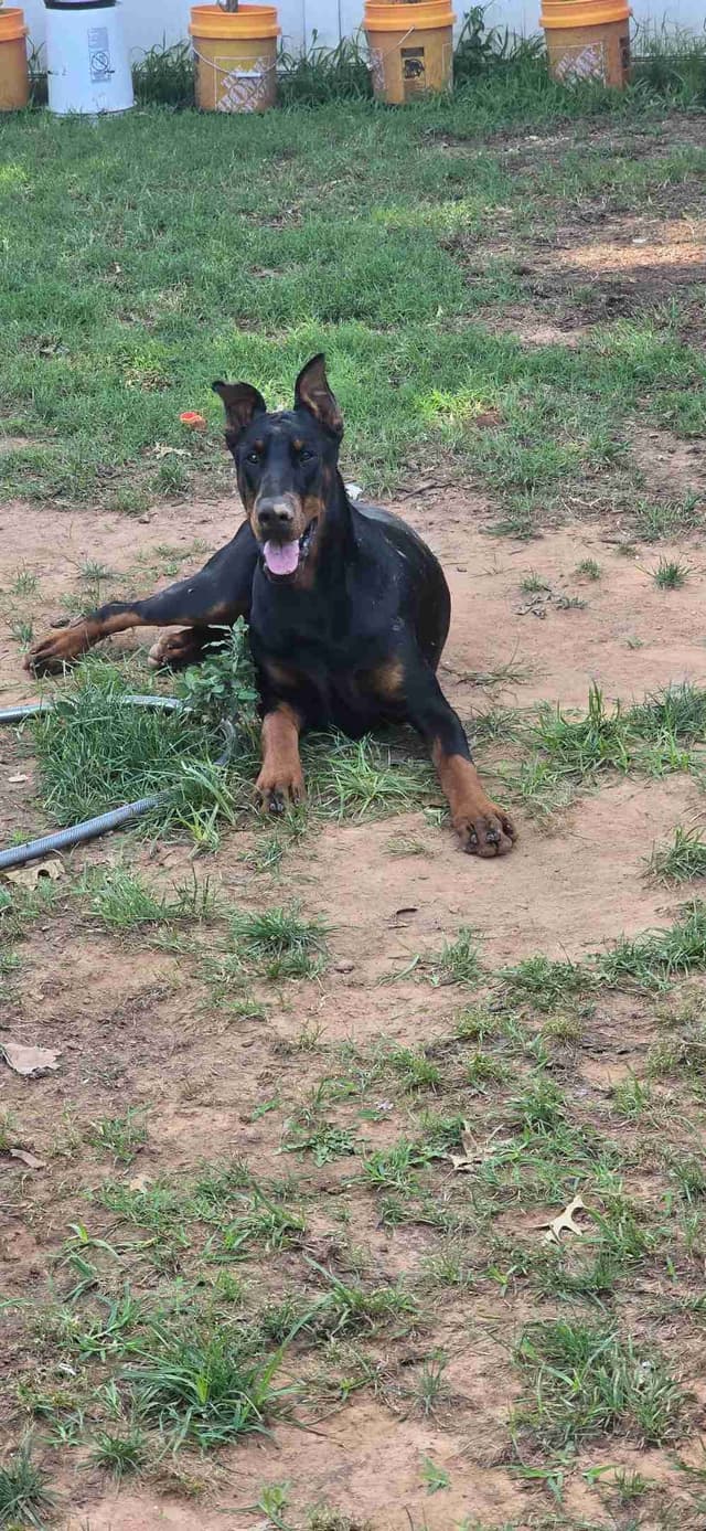 Doberman Pinscher Puppies media 15