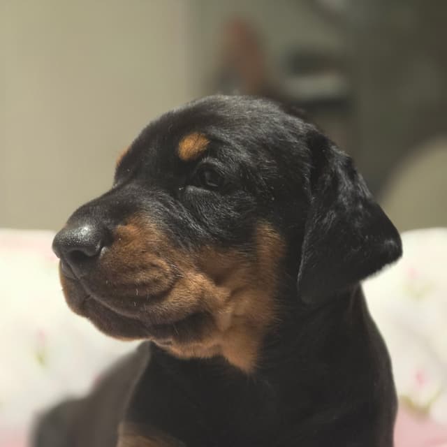 Doberman Pinscher Puppies media 16