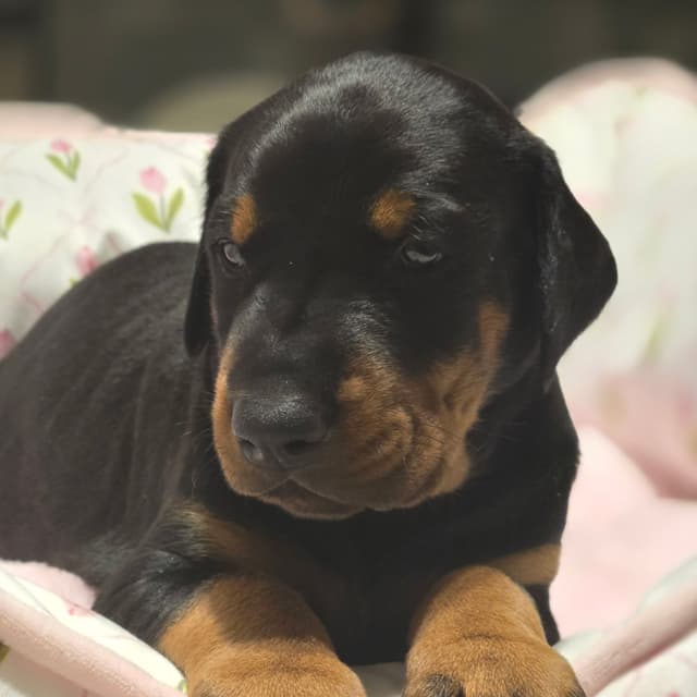 Doberman Pinscher Puppies media 17