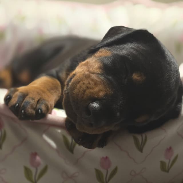 Doberman Pinscher Puppies media 18