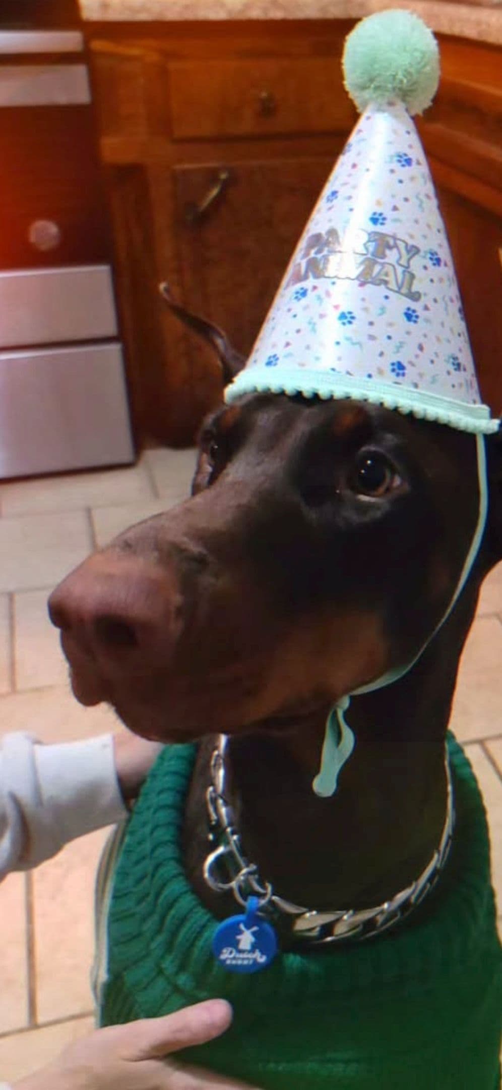 Doberman Pinscher Puppies breeder image 2