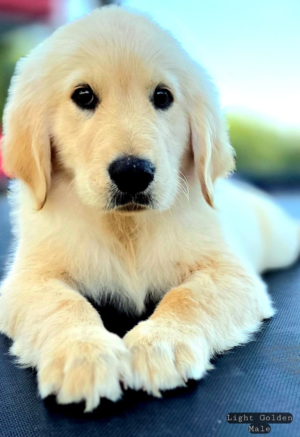 Golden Retriever Puppies breeder image 1